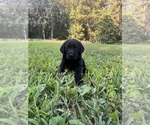 Small #8 Labrador Retriever