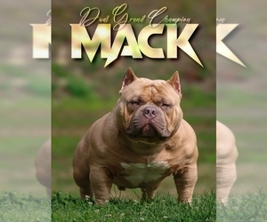 Father of the American Bully puppies born on 03/16/2026