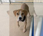 Small Photo #10 Beagle-Unknown Mix Puppy For Sale in Meridian, MS, USA