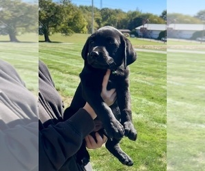 Labrador Retriever Dogs for adoption in FREDERICKSBG, OH, USA