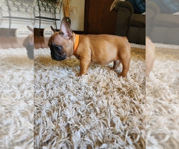 Medium Photo #16 French Bulldog Puppy For Sale in CONCORDIA, KS, USA
