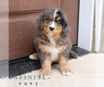 Small #3 Bernedoodle