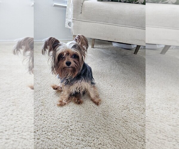 Medium Photo #1 Yorkshire Terrier Puppy For Sale in SALEM, OR, USA