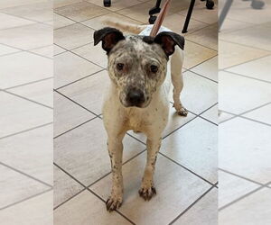 Mutt Dogs for adoption in Virginia Beach, VA, USA