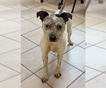 Small Mutt