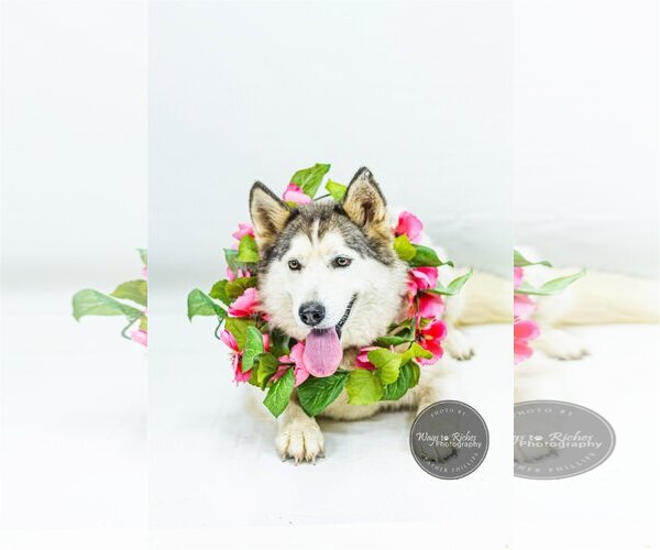Medium Photo #7 Siberian Husky Puppy For Sale in Tuscaloosa, AL, USA