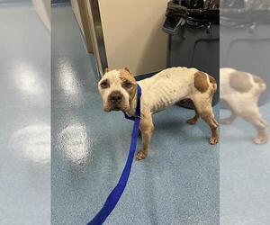 American Pit Bull Terrier Dogs for adoption in Pearland, TX, USA