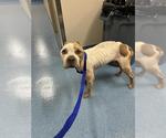 Small American Pit Bull Terrier