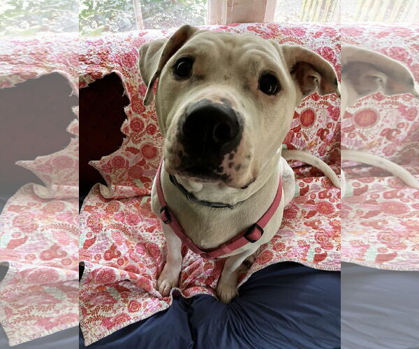 Medium Photo #5 Bulloxer Puppy For Sale in Decatur, GA, USA