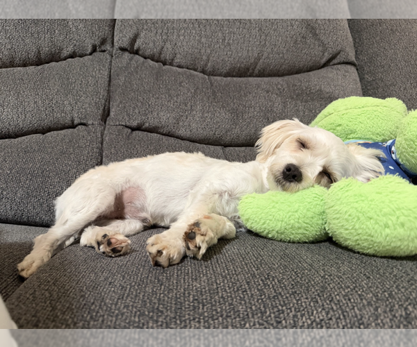 Medium Photo #11 Maltese-Unknown Mix Puppy For Sale in Brooklyn, NY, USA