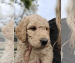 Small Photo #11 Goldendoodle-Poodle (Standard) Mix Puppy For Sale in OVIEDO, FL, USA