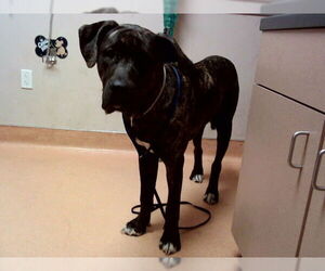 Mastiff-Unknown Mix Dogs for adoption in Martinez, CA, USA