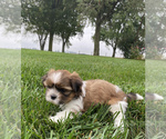 Small Photo #4 Shih Tzu Puppy For Sale in ARCOLA, IL, USA