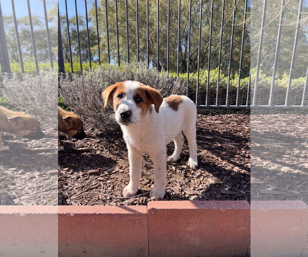 Medium Photo #4 Labrador Retriever Puppy For Sale in Menifee, CA, USA