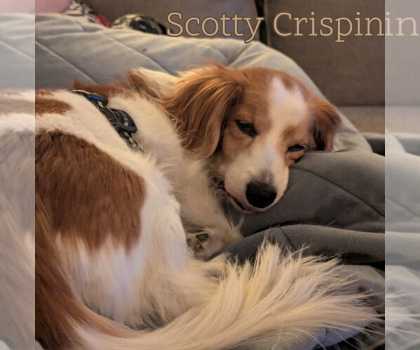 Medium Photo #10 Dachshund Puppy For Sale in San Antonio, TX, USA