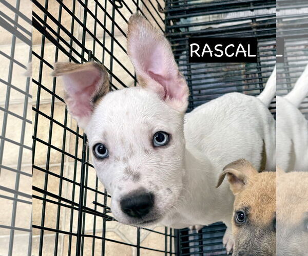 Medium Photo #9 Siberian Husky-Unknown Mix Puppy For Sale in GILBERTS, IL, USA