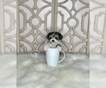 Small #7 Morkie
