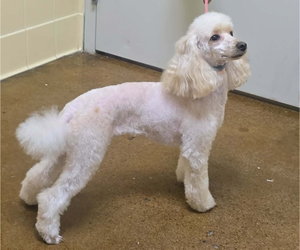 Mother of the Poodle (Miniature) puppies born on 06/02/2026
