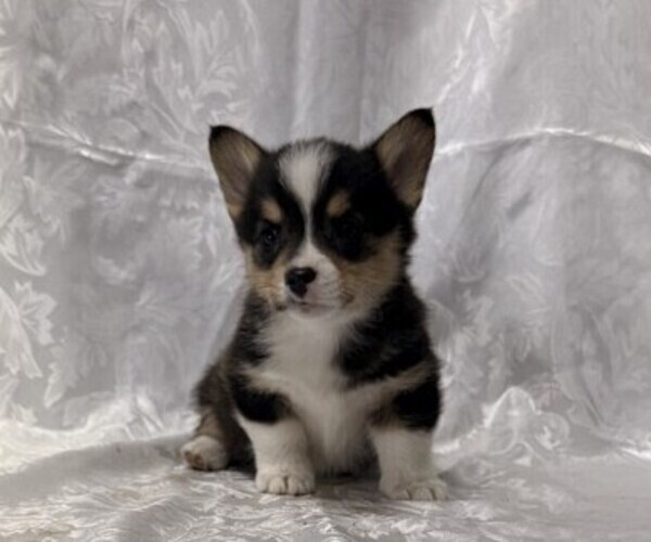 Medium Photo #4 Pembroke Welsh Corgi Puppy For Sale in STANLEY, WI, USA