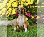 Small Photo #5 Boxer Puppy For Sale in NAPPANEE, IN, USA