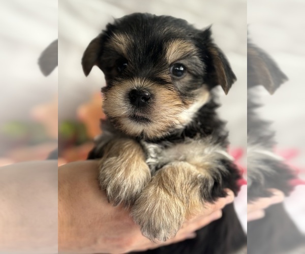 Medium Photo #3 Morkie Puppy For Sale in ROCK STREAM, NY, USA