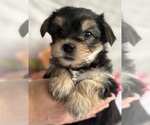 Small #2 Morkie