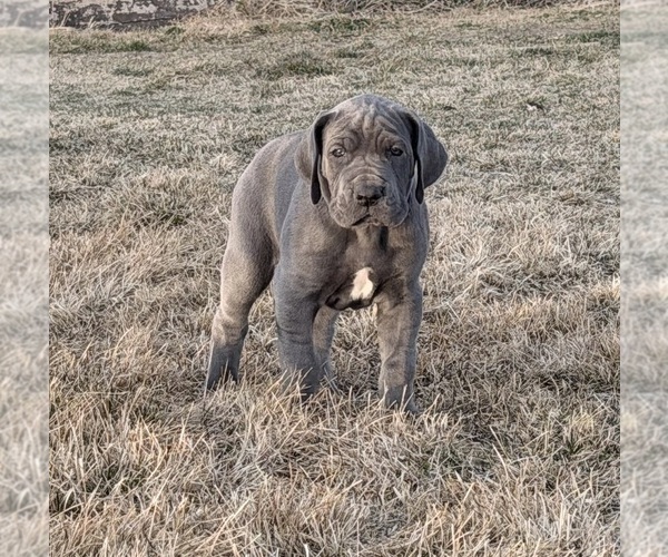 Medium Photo #8 Great Dane Puppy For Sale in OLATHE, CO, USA