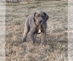 Small Photo #8 Great Dane Puppy For Sale in OLATHE, CO, USA