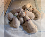 Small Photo #15 Labrador Retriever Puppy For Sale in MOSES LAKE, WA, USA