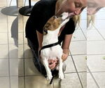 Small #1 Jack Russell Terrier