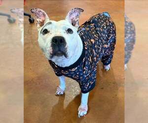 Staffordshire Bull Terrier-Unknown Mix Dogs for adoption in Louisville, KY, USA