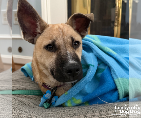 Medium Photo #3 Labrador Retriever-Unknown Mix Puppy For Sale in Washington, DC, USA
