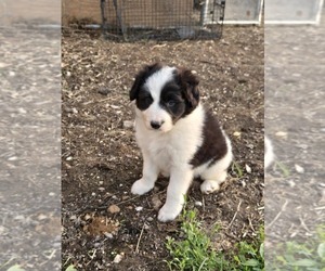 Medium Border Collie