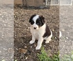 Puppy Puppy 4 Joe Border Collie