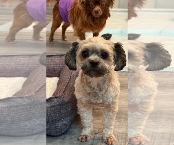 Medium Photo #3 Chihuahua Puppy For Sale in Atlanta, GA, USA