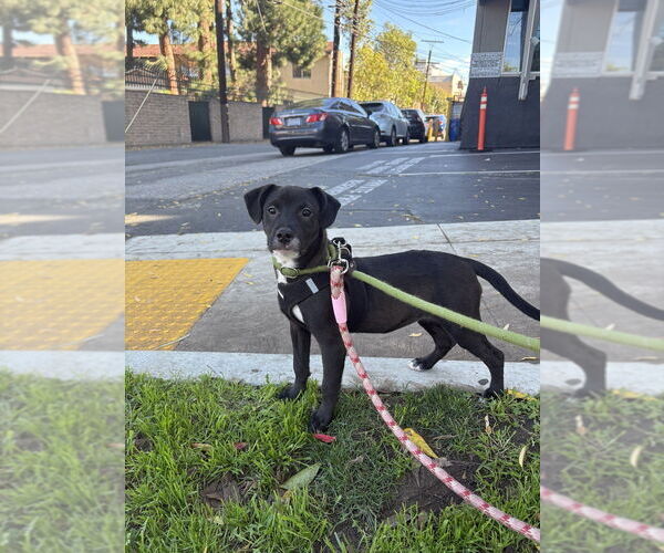 Medium Photo #4 Italian Greyhound-Labrador Retriever Mix Puppy For Sale in Studio City, CA, USA