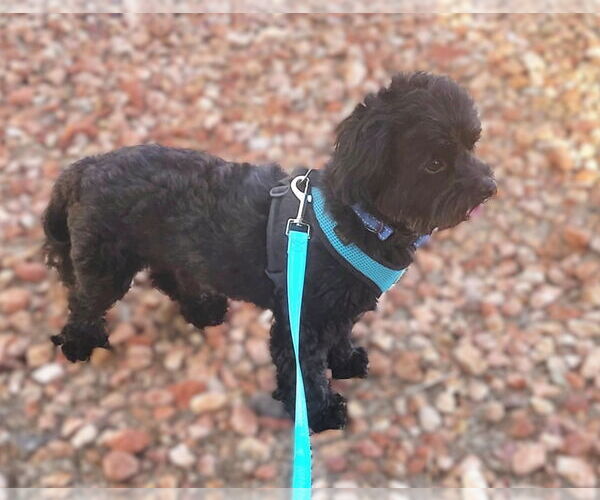 Medium Photo #3 Shih-Poo Puppy For Sale in Phoenix, AZ, USA