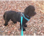 Small #2 Shih-Poo