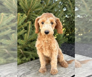 Goldendoodle (Miniature) Puppy for sale in MIDDLEBURY, IN, USA