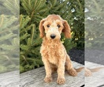 Small Goldendoodle (Miniature)