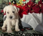 Small Photo #2 Schnauzer (Miniature) Puppy For Sale in CANTON, NY, USA
