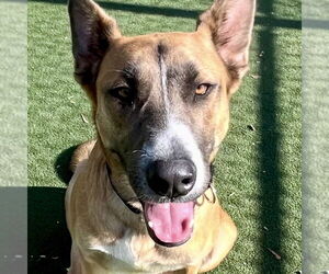 Levi - Male German Shepherd Dog-Unknown Mix Dog for Adoption - Photo #4