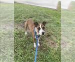 Small Staffordshire Bull Terrier Mix