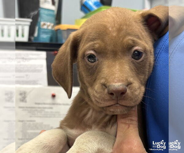 Medium Photo #3 Labrador Retriever-Unknown Mix Puppy For Sale in Washington, DC, USA