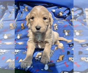 English Cream Golden Retriever-Poodle (Standard) Mix Puppy for sale in DEARBORN, MO, USA