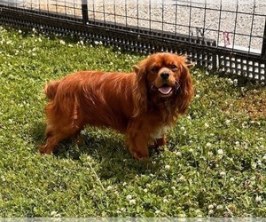 Father of the Cavalier King Charles Spaniel puppies born on 03/03/2025