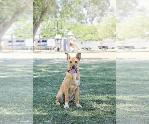 Medium Photo #4 Labrador Retriever-Unknown Mix Puppy For Sale in Sandy, UT, USA