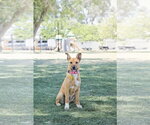 Small #3 Labrador Retriever Mix