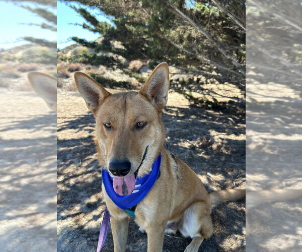 Medium Photo #4 Mutt Puppy For Sale in Salinas, CA, USA