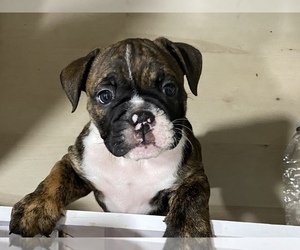 Bulldog Puppy for Sale in STOCKTON, California USA